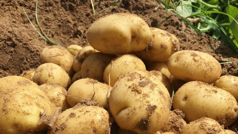 Россельхознадзор запретил ввоз 140 тонн заражённого картофеля из Египта