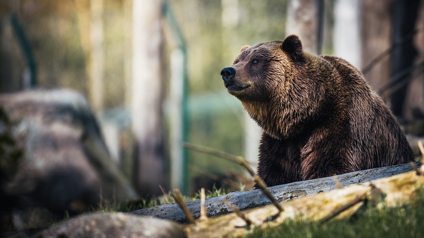 Медведь в кузбасской тайге «помог» молодым людям вызвать спасателей