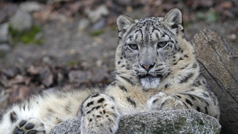 В Госдуму внесён проект о запрете держать дома диких животных