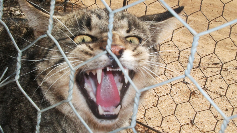 В Австралии построили забор для защиты от диких кошек