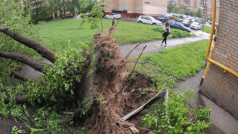 Источник: в результате падения деревьев в Москве пострадали шесть человек