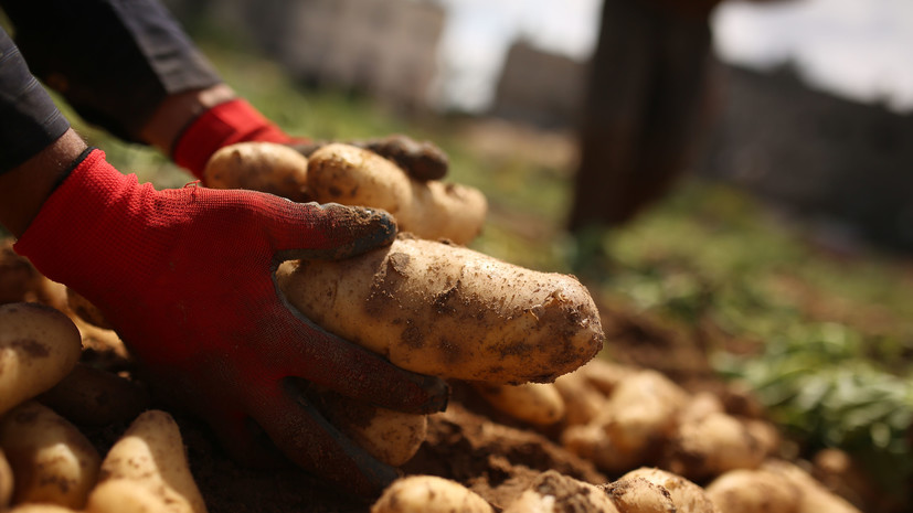Россия с 6 июня возобновляет импорт картофеля из ряда регионов Египта