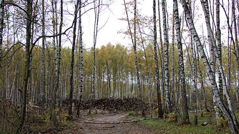 Посещение лесов запретили более чем в 50 районах Белоруссии