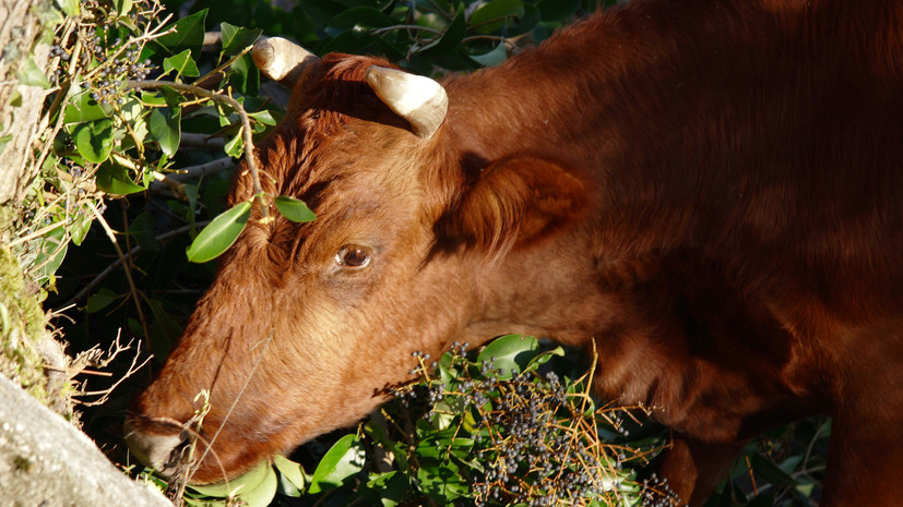 В Болгарии намерены усыпить корову из-за незаконного пересечения границы ЕС