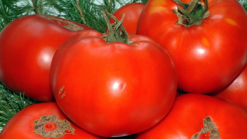В Брянскую область не пропустили 88 тонн заражённых томатов и клубники из Турции
