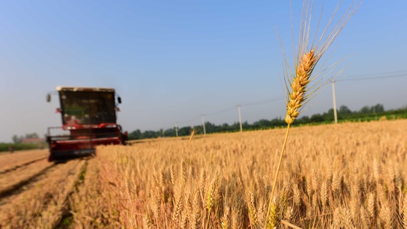 На Украине заявили о возможности потери половины урожая зерновых из-за засухи