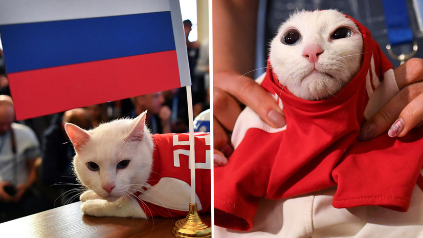 В пользу хозяев: кот Ахилл предсказал сборной России победу над Саудовской Аравией в матче открытия ЧМ-2018