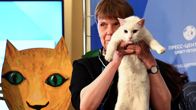 Кот Ахилл в Эрмитаже предсказал победу сборной Ирана над Марокко на ЧМ-2018 по футболу