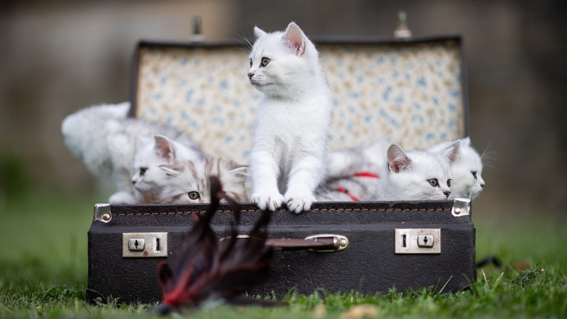 В Ижевске 24 июня пройдёт выставка кошек «Хочу домой»