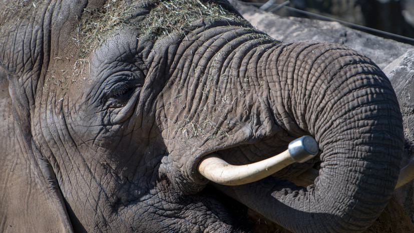 Живший на ранчо Майкла Джексона слон сбежал из своего вольера в зоопарке Флориды