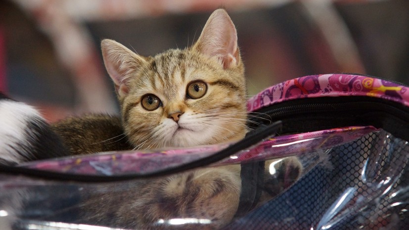 Жителя Петербурга оштрафовали на 35 тысяч рублей за кражу кошки