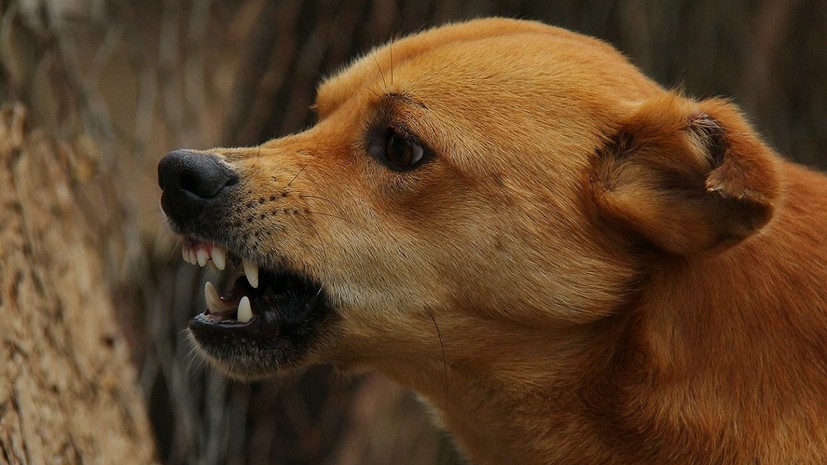 В Петербурге предложили привлекать к ответственности за отсутствие таблички «Злая собака»