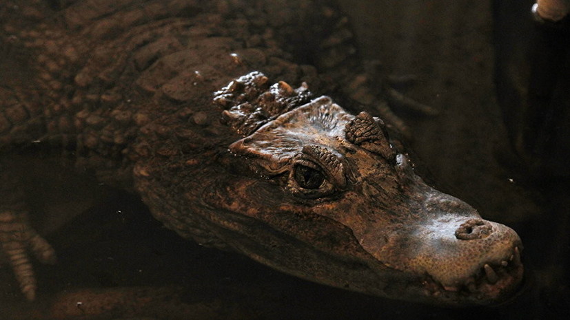 Крокодила Гену из мясного отдела камчатского рынка отправят в зоопарк