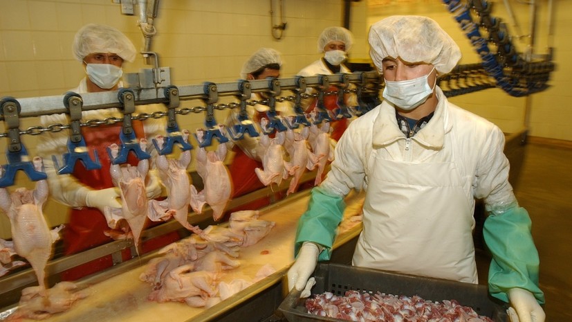 В Пензенской области установили карантин на одной из птицефабрик из-за птичьего гриппа
