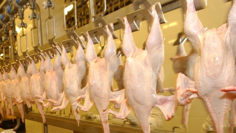 В Башкирии выявили заражённую птичьим гриппом продукцию пензенских птицефабрик
