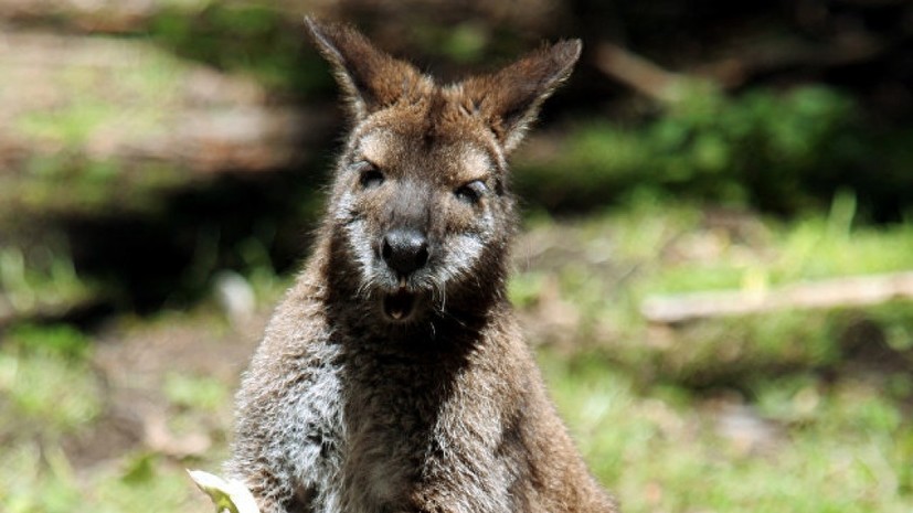Сбежавшего из французского зоопарка кенгуру нашли спустя почти два месяца
