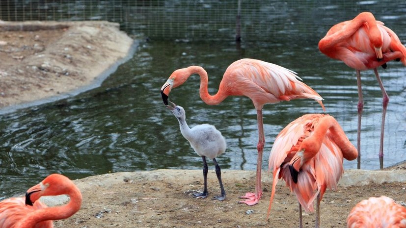 В Московском зоопарке появились первые птенцы розового фламинго