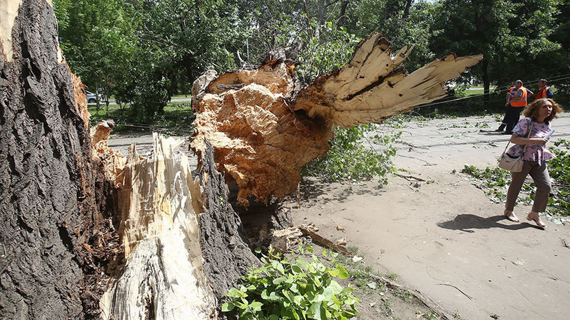 В Москве намерены восстановить упавшие из-за ураганов деревья