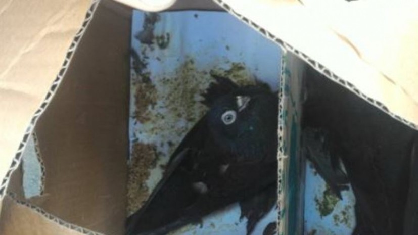 На границе России и Казахстана задержали партию декоративных голубей
