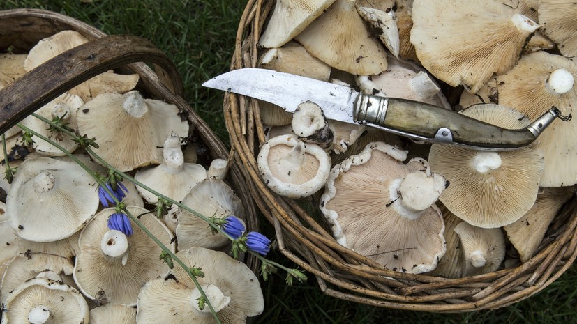 Роспотребнадзор призвал отказаться от употребления собранных в Крыму грибов