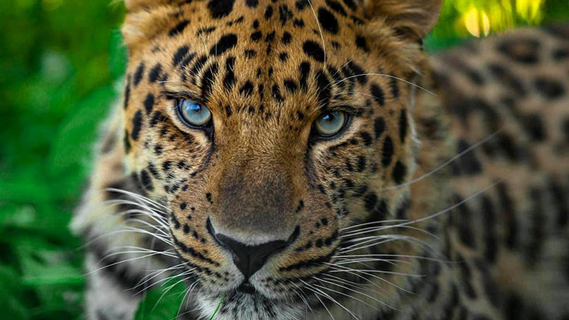«Пятнистый фестиваль» в честь леопардов пройдёт 15 июля в Сочи
