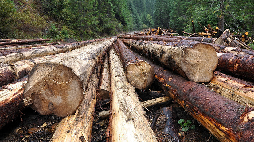 Тёмный лес: как Украина стала лидером по экспорту контрабандной древесины в ЕС