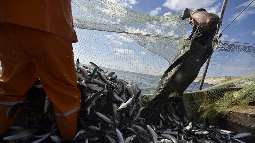 В России предложили ввести суточную норму вылова для рыболовов