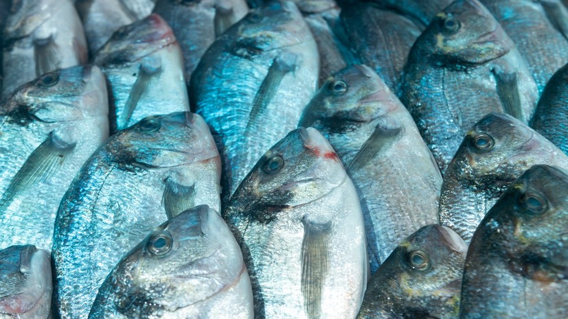 Власти Подмосковья планируют увеличить производство рыбы в регионе на 10% в 2018 году