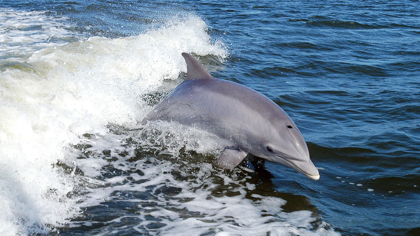 Тест RT ко Всемирному дню китов и дельфинов