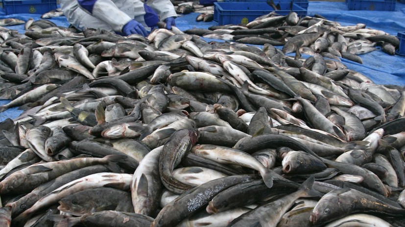 Глава Росрыболовства рассказал о запасах рыбы в стране