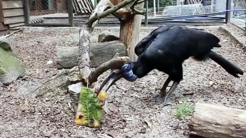 Животных Калининградского зоопарка начали кормить «мороженым» из-за жары