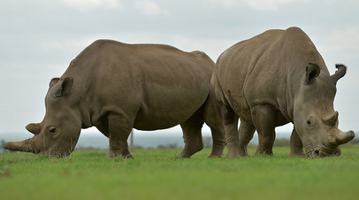 Две последние представительницы подвида белых носорогов — Наджин и Фату