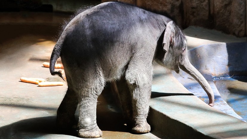«Уголок дедушки Дурова» получит в подарок трёх слонят из Мьянмы