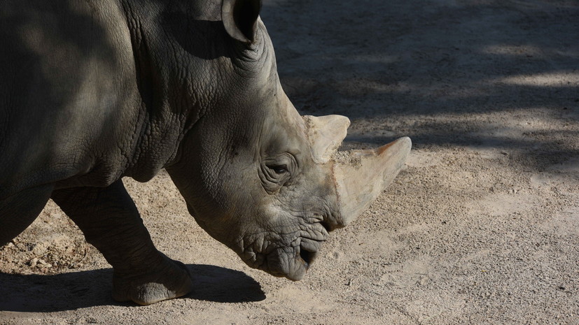 В британском зоопарке родился чёрный носорог