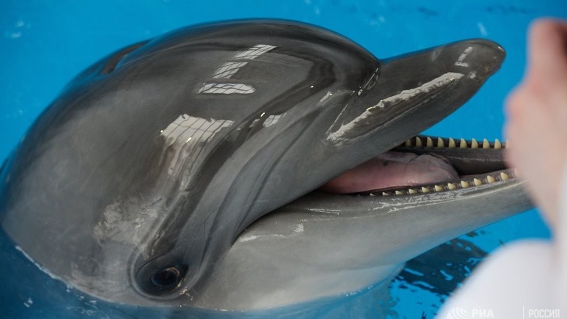 В «Москвариуме» родился дельфин-афалина