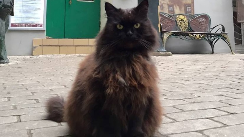 В музее-театре «Булгаковский дом» рассказали о самочувствии кота Бегемота после похищения