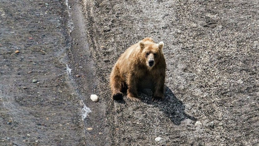В центре Архангельска застрелили напавшего на человека медведя