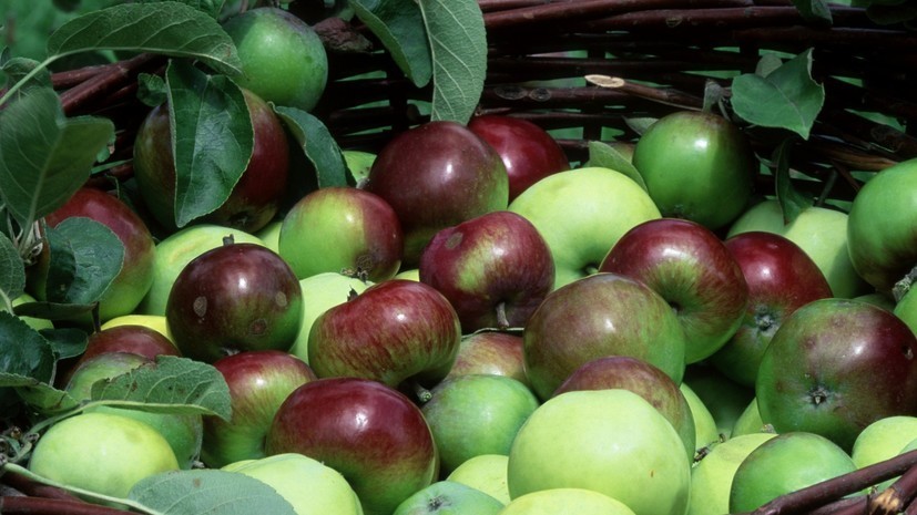 «Роскачество» рассказало, как правильно выбирать яблоки