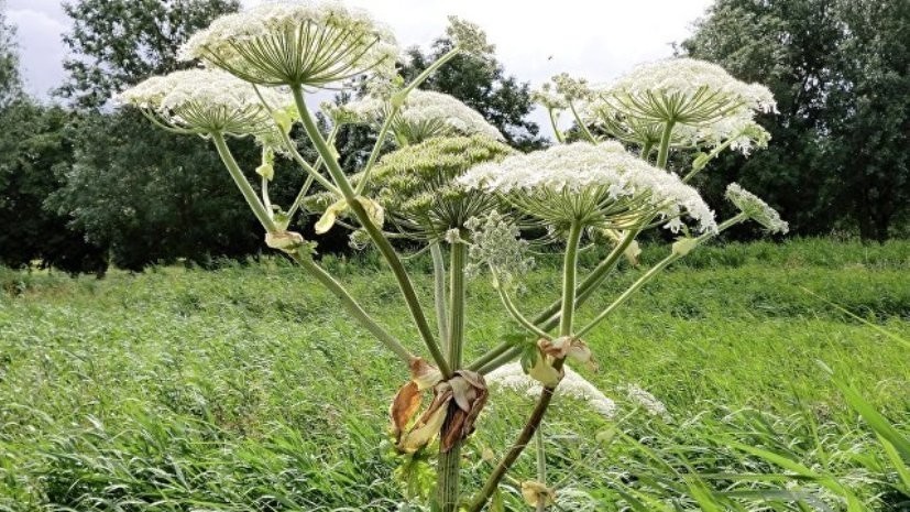 В Татарстане разработали меры по борьбе с борщевиком