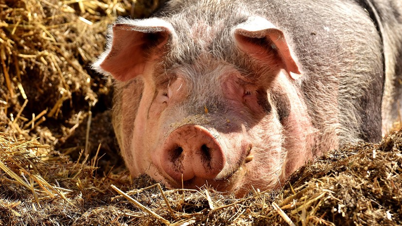 В Орловской области зафиксирована африканская чума свиней