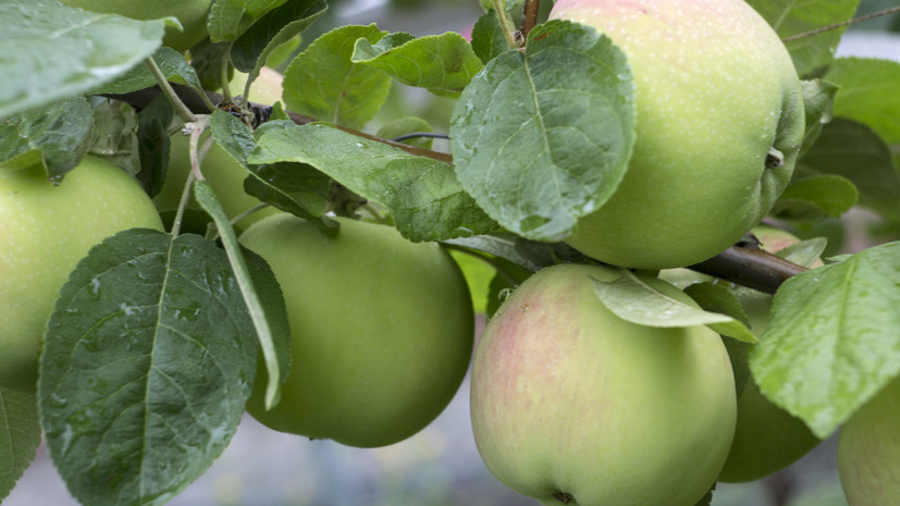 Россельхознадзор проверит яблоки и помидоры из Белоруссии