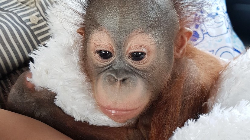 В Московском зоопарке появился детёныш борнейского орангутана