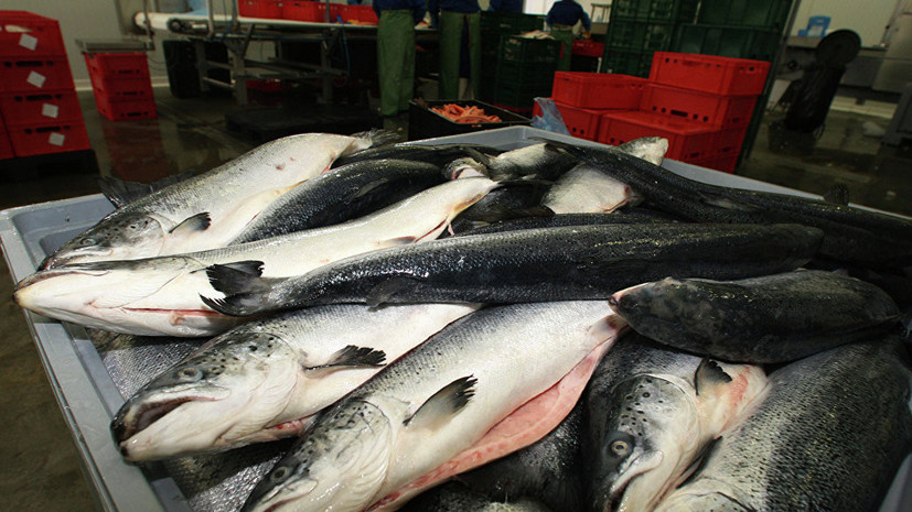 Росрыболовство спрогнозировало снижение стоимости красной рыбы