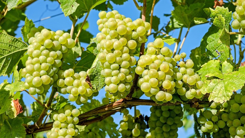 Площадь посадки виноградников в Крыму с 2014 года выросла почти в три раза
