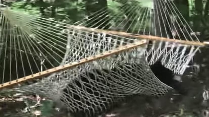 Жительница США сняла на видео отдыхающего в её гамаке медведя