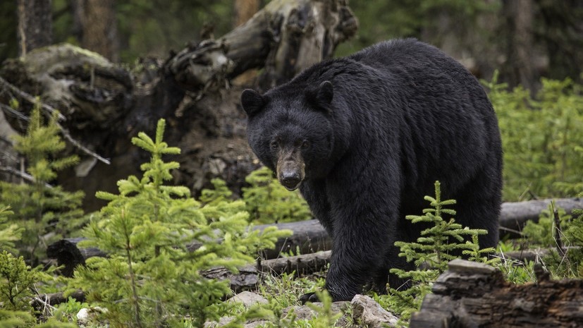 Гималайский медведь напал на сборщика ягод в Хабаровском крае