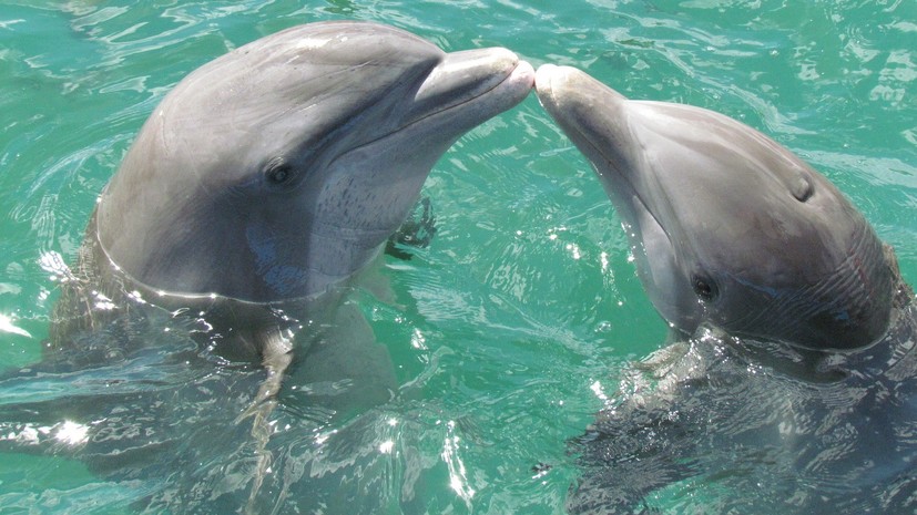 В Сочи началась экспедиция по изучению черноморских дельфинов