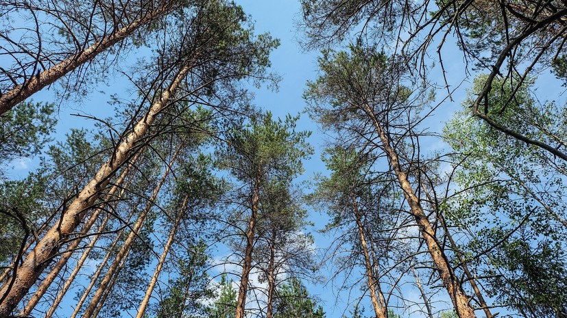В WWF заявили, что Россия может потерять 2,5 млн гектаров ценных лесов в ближайшие пять лет