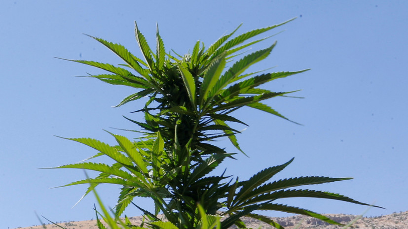 В Грузии оценили возможный доход от экспорта марихуаны