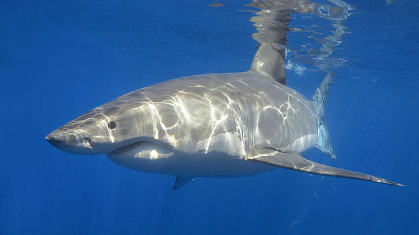 «Кафе белых акул»: чем объясняется огромное скопление хищников в центральной части Тихого океана